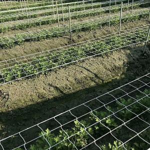 China Trellis Netting For Vertical Gardening wholesale