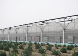 China Anti Wind Climate Control Lettuces Multi Tunnel Greenhouse wholesale