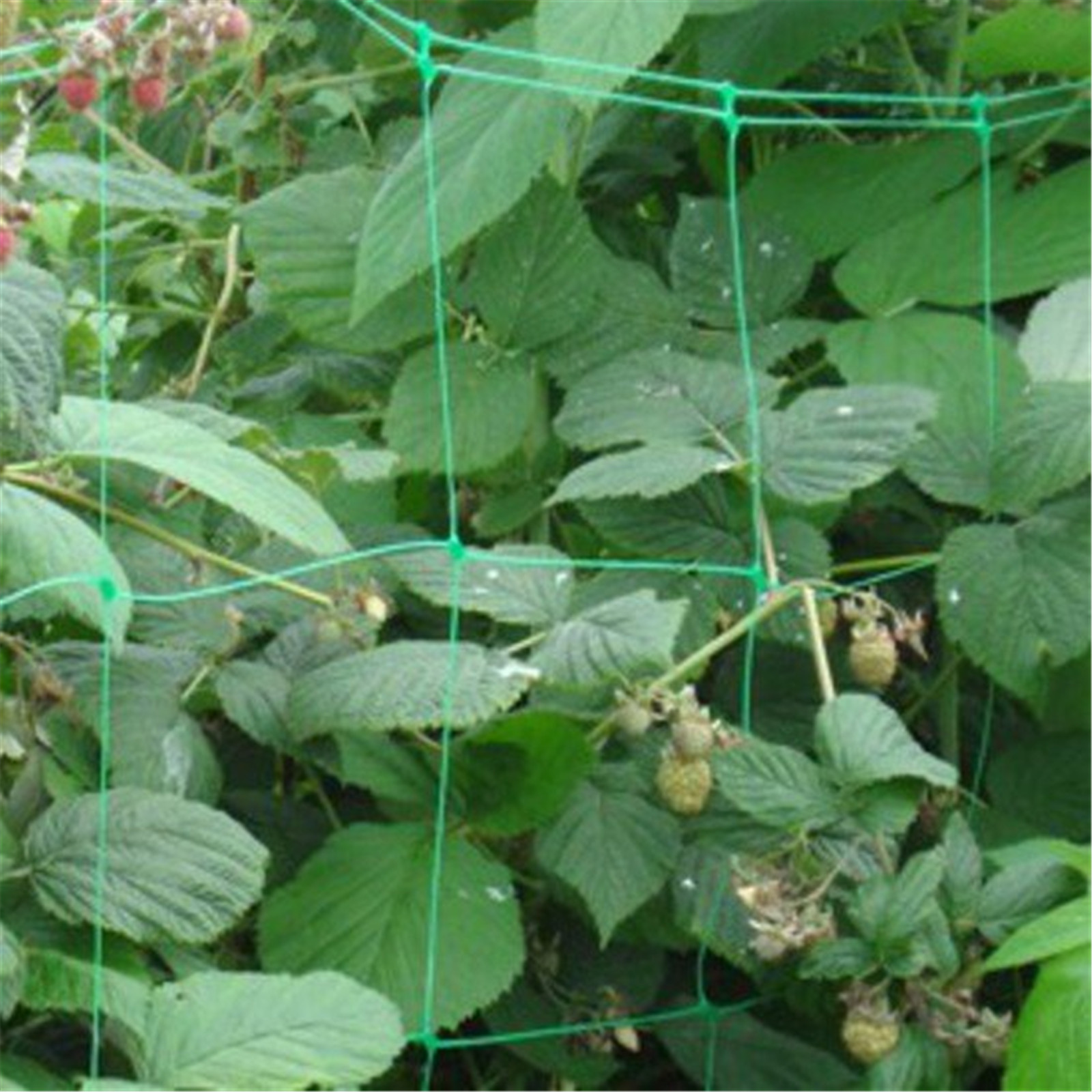 China Netting Garden Durable Nylon Trellis Net Support Climbing Plant Vine Support wholesale