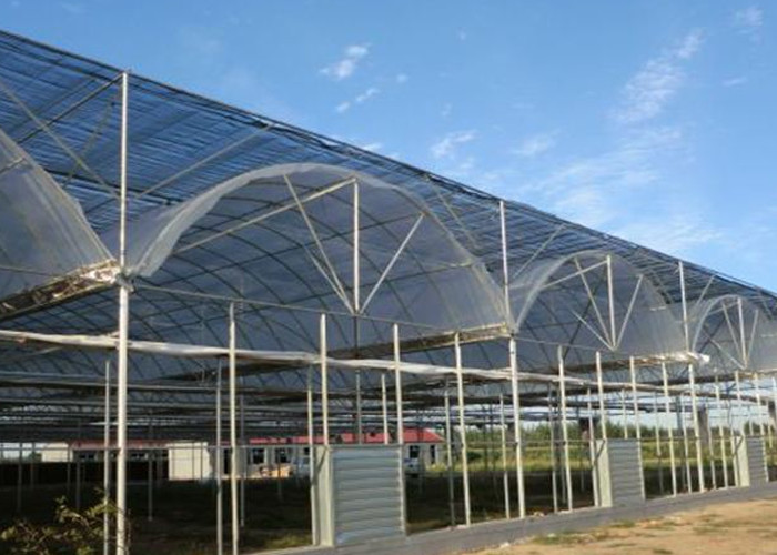 China Thermal Insulation Single Span Tunnel Plastic Film Greenhouse wholesale