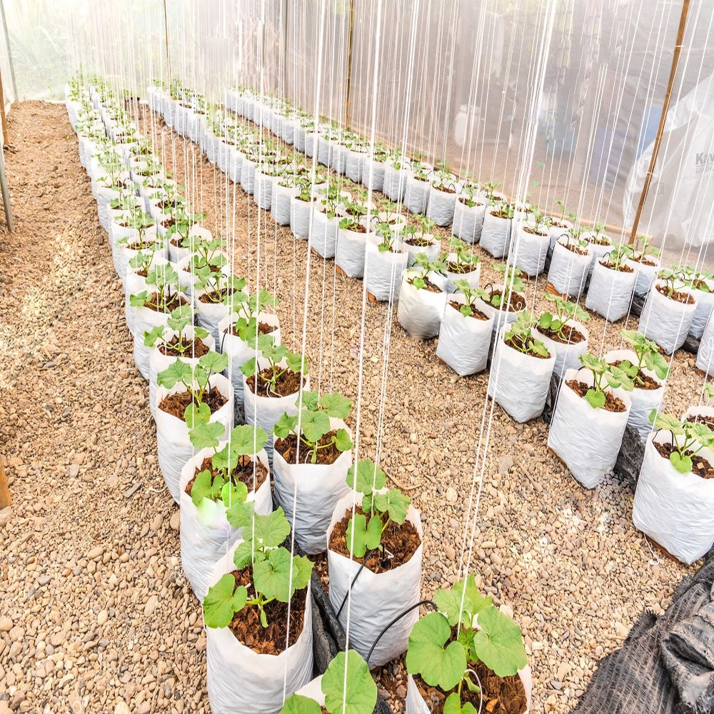 China Plastic Seedling Planting Bags With Holes Emergency Clinics Apparatuses wholesale