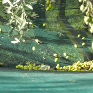 China 4X8m green hdpe mono Olive Net for harvest wholesale