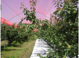 China Woven Anti-Hail Nets to Protect Plants wholesale