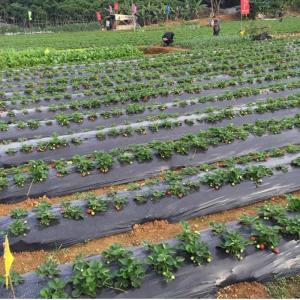 China Weed barrier agricultural mulch film,black silver strawberry ground cover mulching layer,plastic poly reflective film wholesale