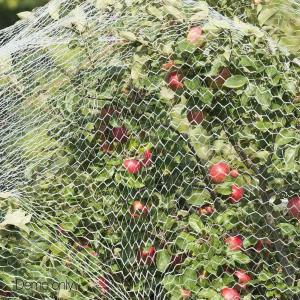 China Commercial Bird Netting,10ft/25ft W wholesale