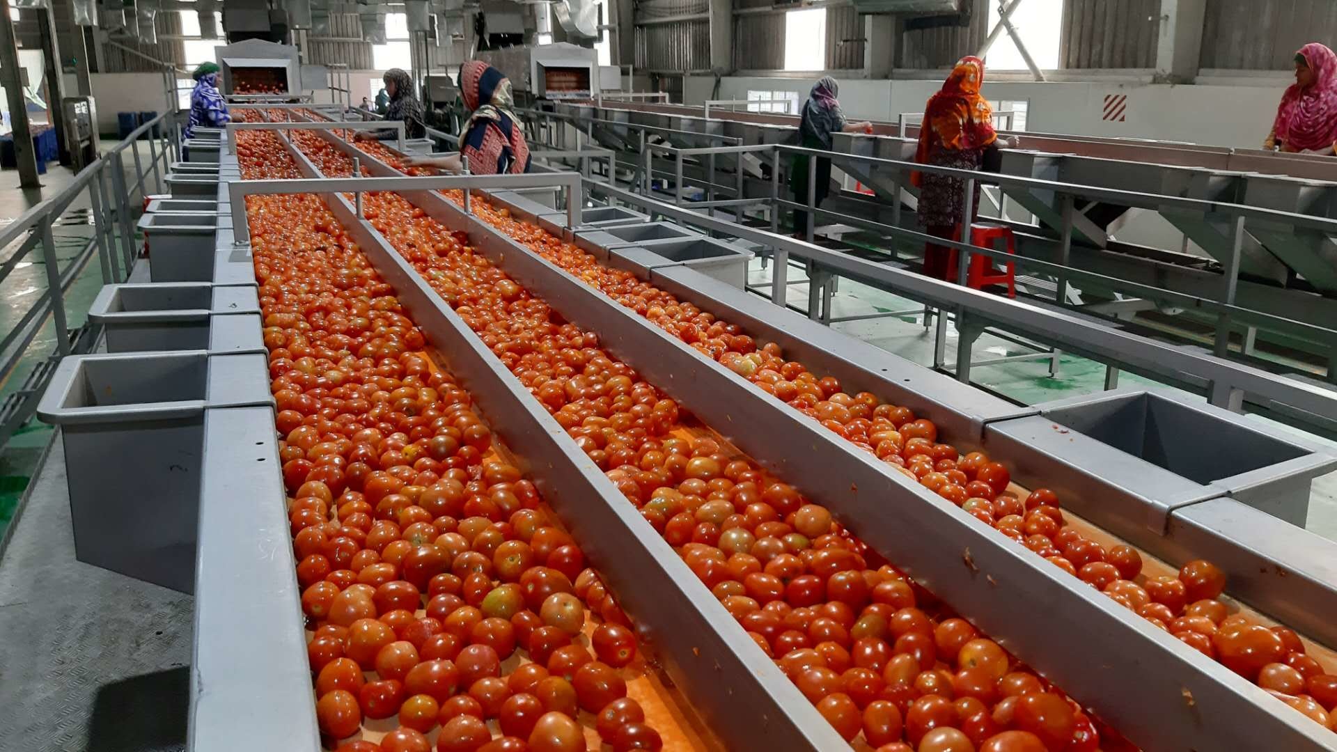 China High Efficiency 1000kg/h Ketchup Tomato Paste Production Line wholesale