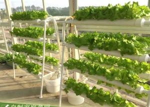 China Agriculture Hydroponic Lettuce Growing Kit 98cm x 60cm x 103cm Easy Assemble wholesale