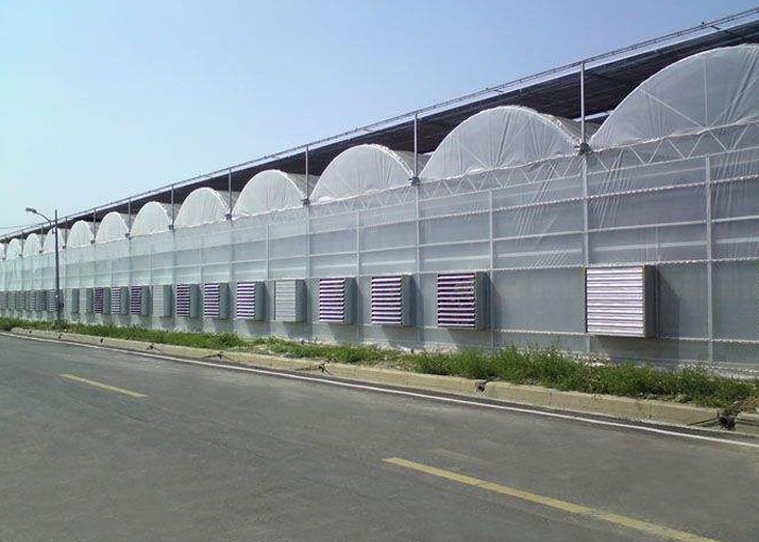 China Cooling Plastic Film Vegetable 10m Multi Span Greenhouse wholesale
