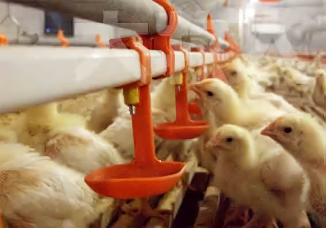 DDC Animal Feed Acidifier Bacteriostatic Effect Against Harmful Bacteria