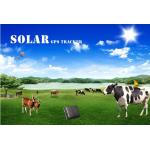 China Long battery life solar powered cow gps tracker animal reachfar rf-v26 for sale