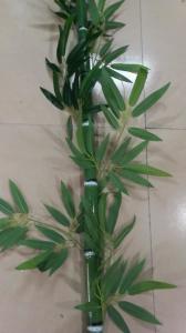 China Outdoor 2 Meters Artificial Green Trees , Fake Lucky Bamboo High Partition Screen wholesale