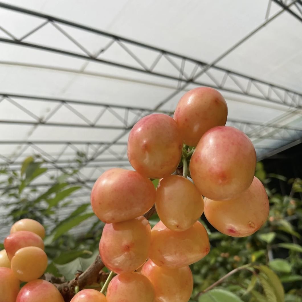 Hydroponics Growing System Sunlight Greenhouse