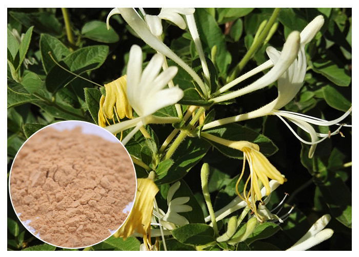 Anti-bacterial Chlorogenic acid 5% Honeysuckle Flower Extract powder