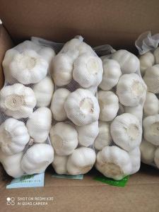 China Natural China Fresh garlic  Pure White  normal white garlic on sale