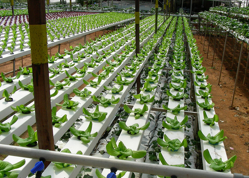 High Density NFT Hydroponics System Fast Harvest Cycle Automatic Control