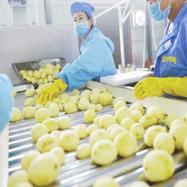 Full Automatic French Fries Production Line 304SUS Potato Chips Making Machine