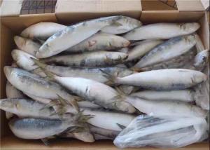 China Fresh 75g Sardinops Melanostictus Frozen Sardine Fish on sale