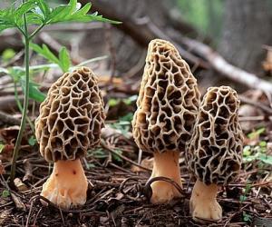 China Morchella mushroom Polysaccharides 10%,Morchella mushroom extract 10% wholesale
