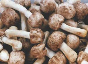 China Agaricus Subrufescens Extract/Agaricus blazei extracts /Agaricus Blazei Murill Mushroom Ex wholesale