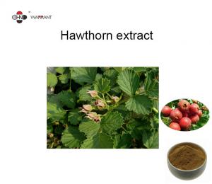 China GMP Herb Extract Powder Hawthorn fruit Extract  TLC4:1、 10:1 wholesale