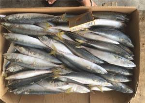 China Whole Round Pacific 4Pcs 6Pcs Per Kg Fresh Frozen Mackerel For Market on sale