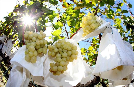 Mango/Guava/Grape/Gragon fruit/Pomegranate growing bag machine 12 years experience