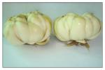 Edible Lily root, Edible white Lily,Dry Lily