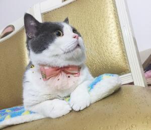 China Luxury Lace Bow Tie Cat Collar , Unique Pet Collars Decoration Size 10cm wholesale