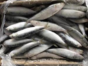 China Supply BQF Freezing Good Size 70-80g Whole Round Fresh Frozen Sardines on sale