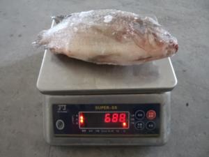 China wholesale frozen fish frozen tilapia frozen gutted and scaled tilapia wholesale