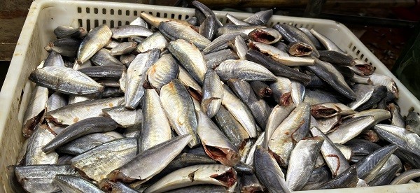 Frozen Horse Mackerel HGT 7-9cm