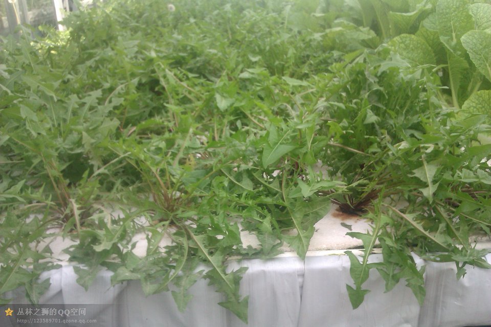 New arrival Hydroponics NFT Greenhouse System with PVC Pipe growing Kits Indoor and Garden