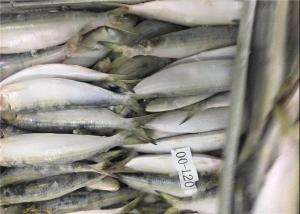 China BQF Fresh Frozen Sardines on sale