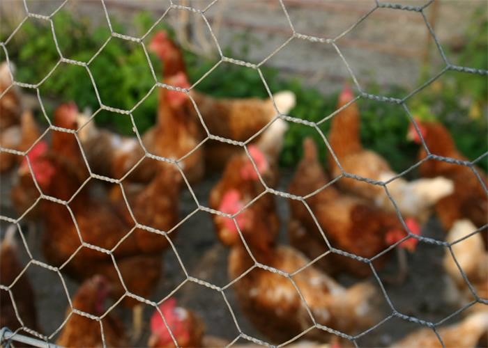 Normal Twisted Galvanized BWG21 Hexagonal Wire Netting