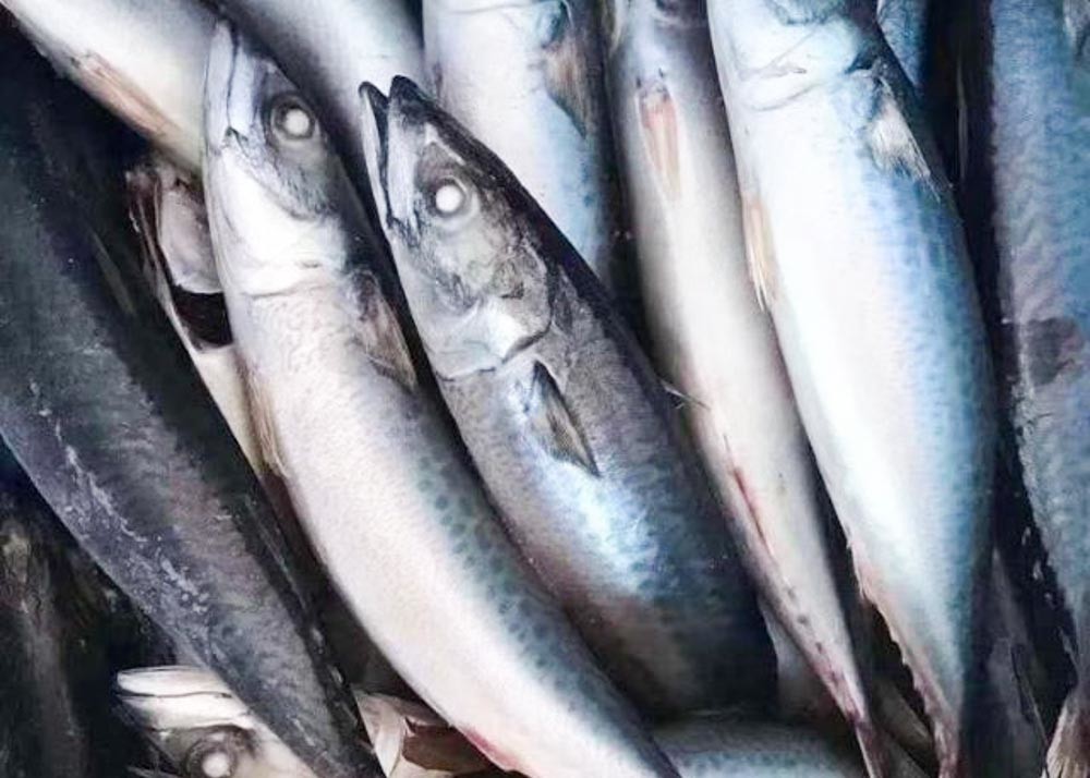 Trachurus Trachurus Swimming Crab Forzen Mackerel Fish Fresh Frozen Seafood