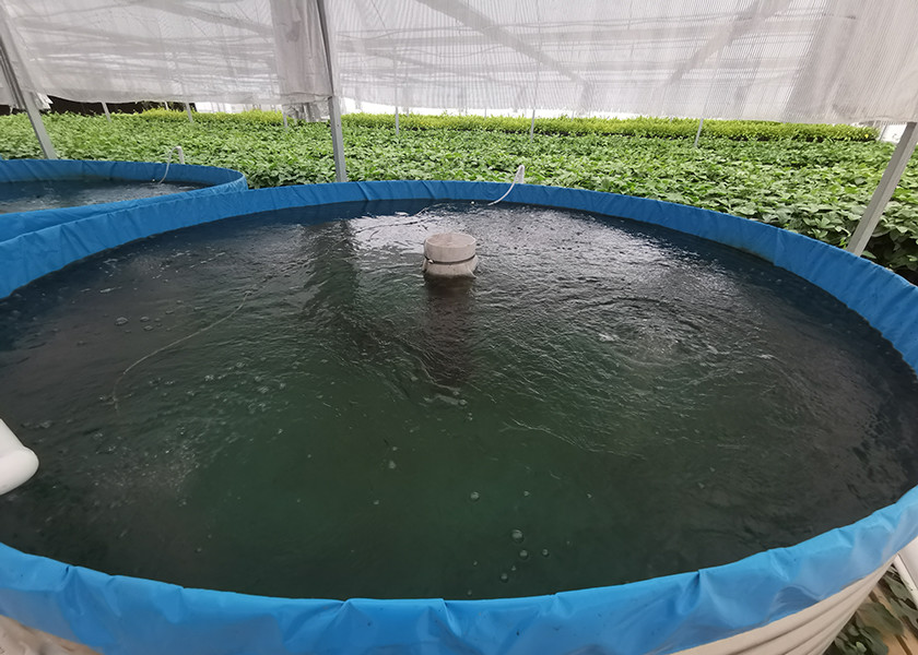 Industrial Indoor Recirculating Aquaculture System 7kg/M³ Shrimp Density 30% Faster Growth