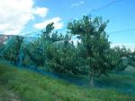 Warp Knitted Covering Fruit Tree Insect Screen Mesh Bag Protection Netting