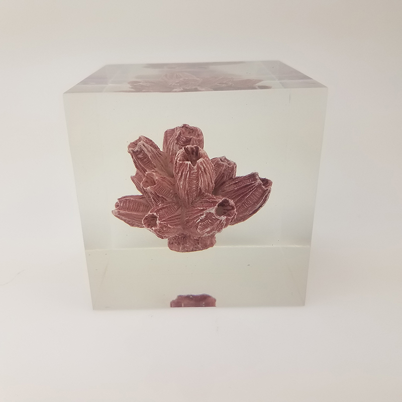Transparent resin cube brick paperweight with Coral inside